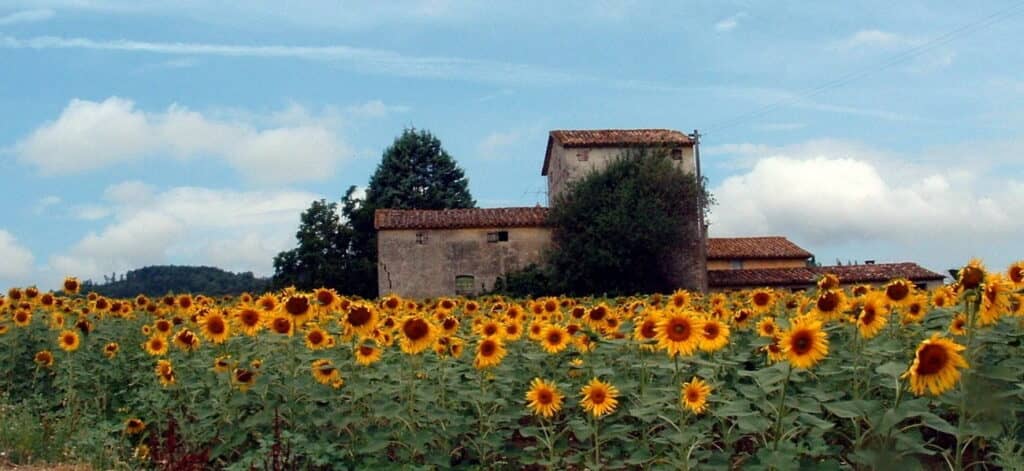 field with sunflowers and old house